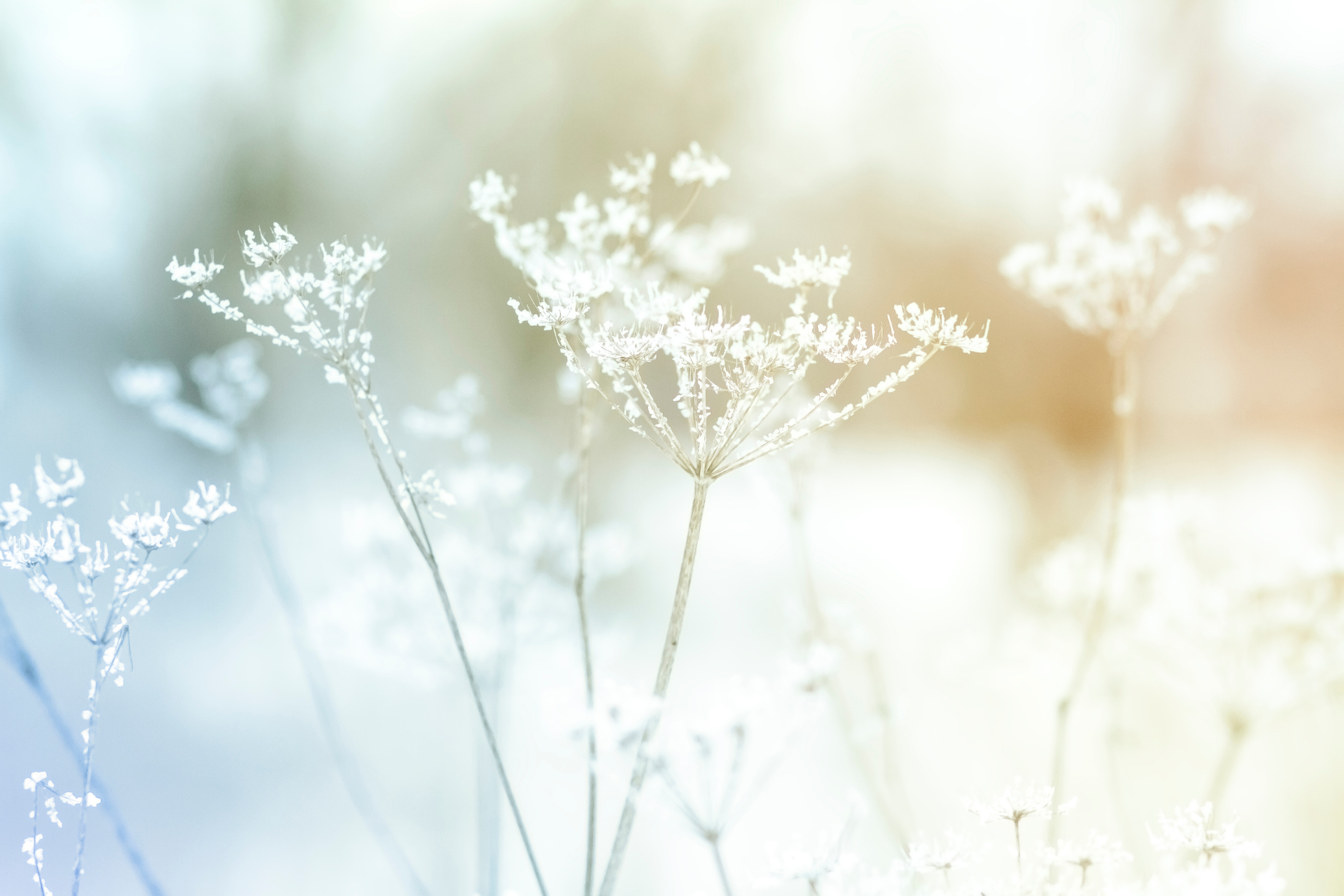Floral background