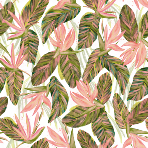 Pink Strelitzias