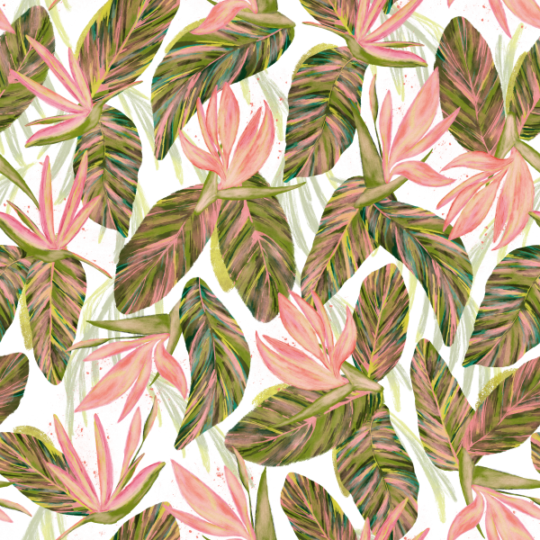 Pink Strelitzias